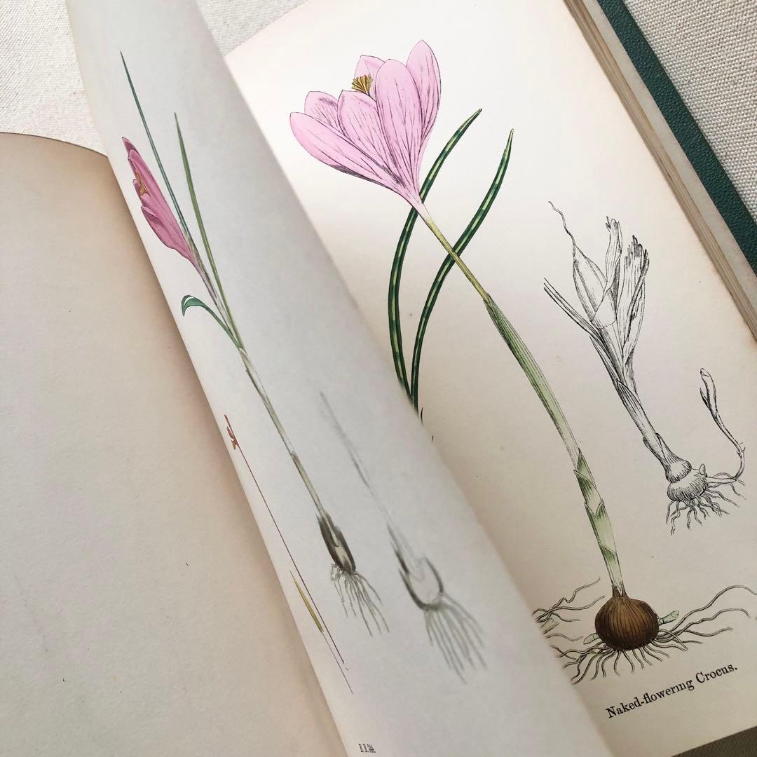 1869年！ 超希少　手彩色160枚　サワビーの英国植物図鑑ＩＸ　アンティーク