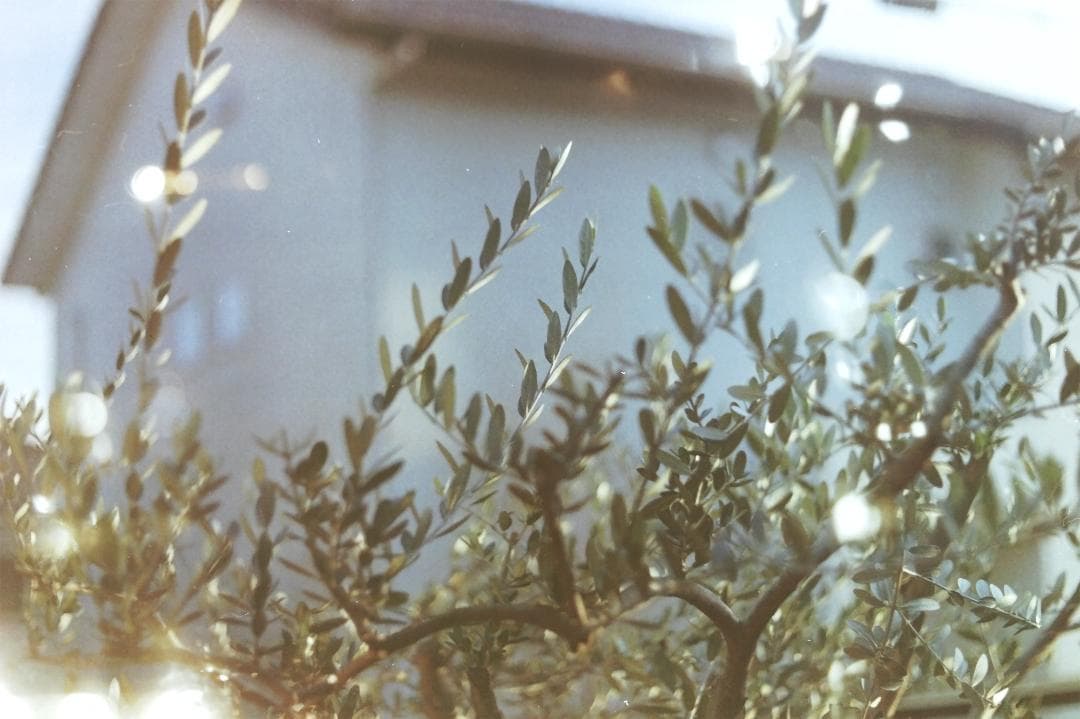 キヤノン IV Sb改(4Sb改)型 50mm F1.8レンズセット L39