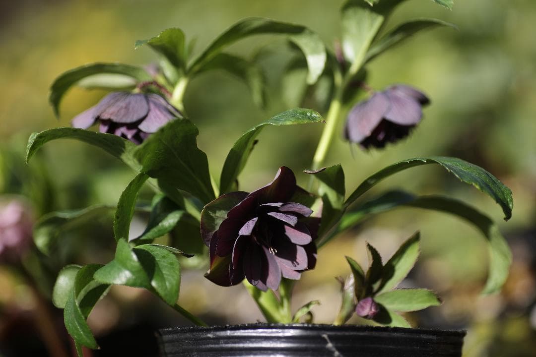 クリスマスローズ 開花株 DD小輪グレープバイカラー