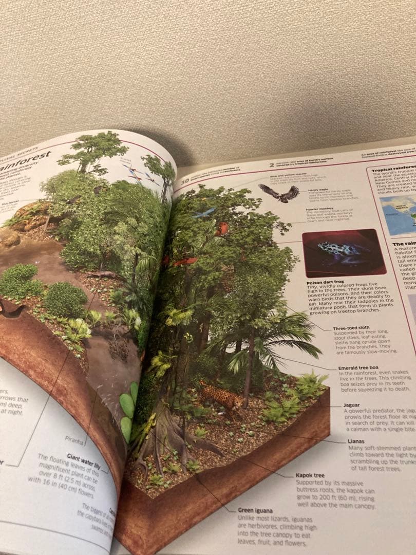 洋書多読　図鑑など7冊　恐竜　鉱物　古生物encyclopedia 人体
