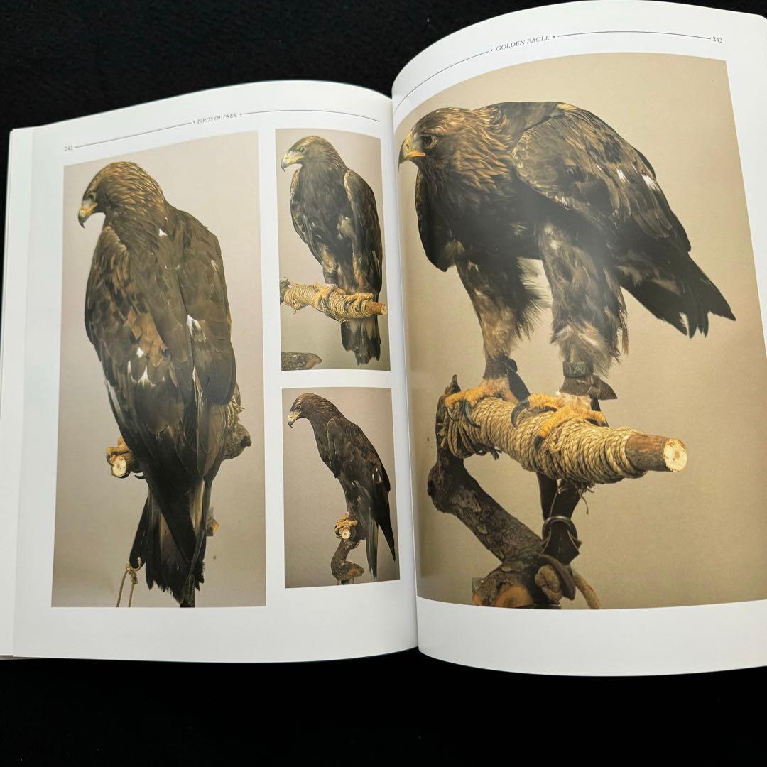 タカ ハヤブサなど猛禽類 写真集「Birds of Prey」フロイド・ショルツ