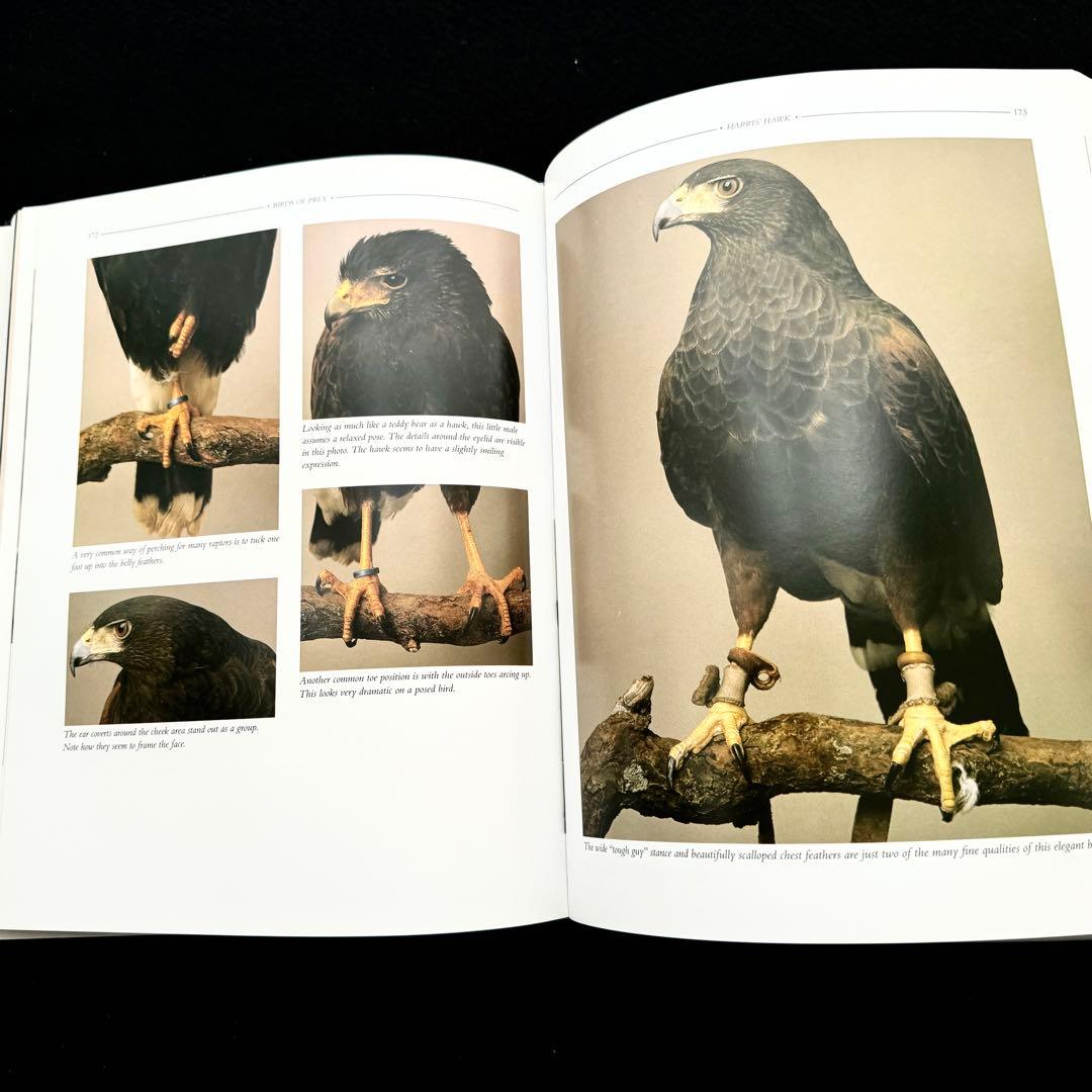 タカ ハヤブサなど猛禽類 写真集「Birds of Prey」フロイド・ショルツ