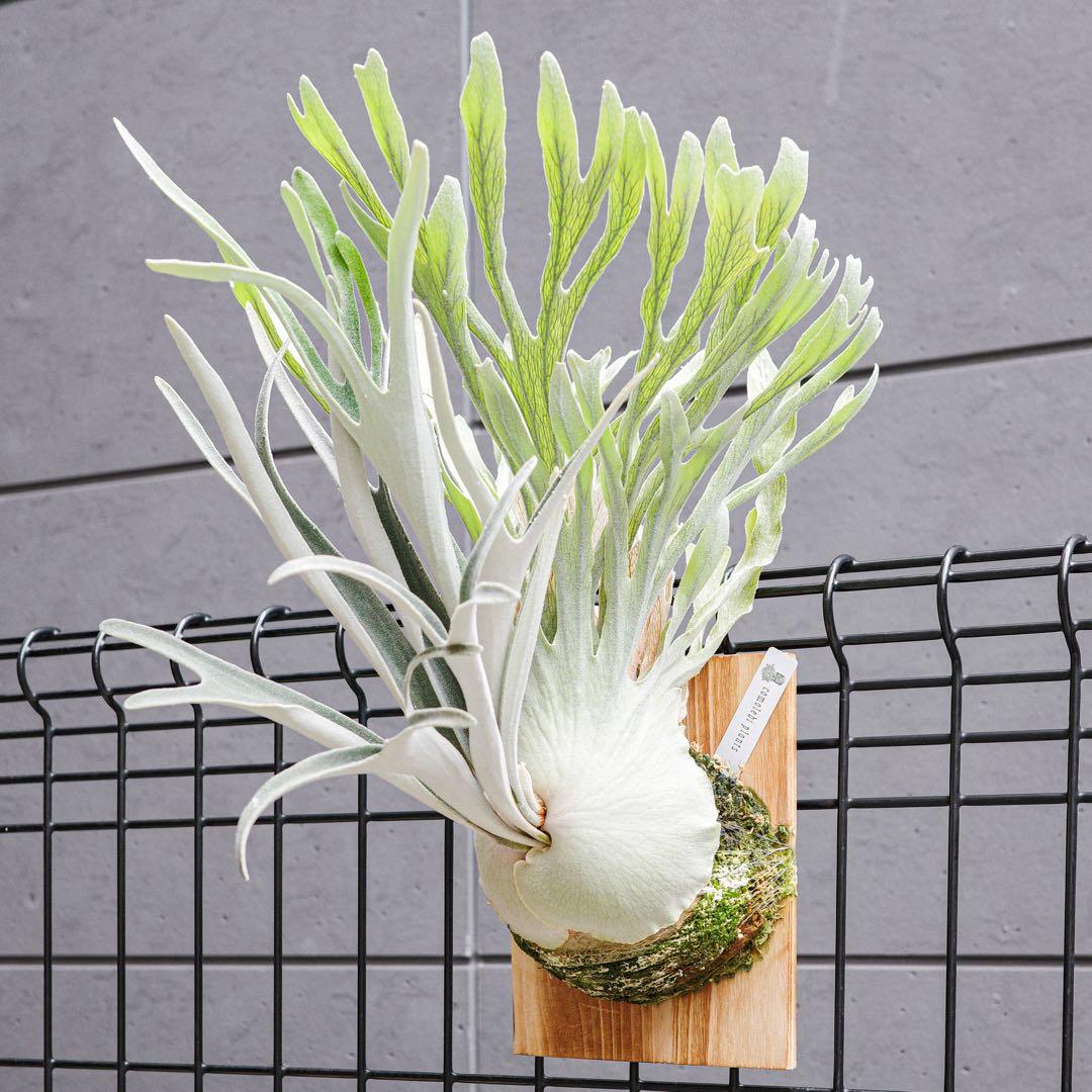 ︎︎︎︎☑︎ P.veitchii Auburn  子株 ビカクシダ