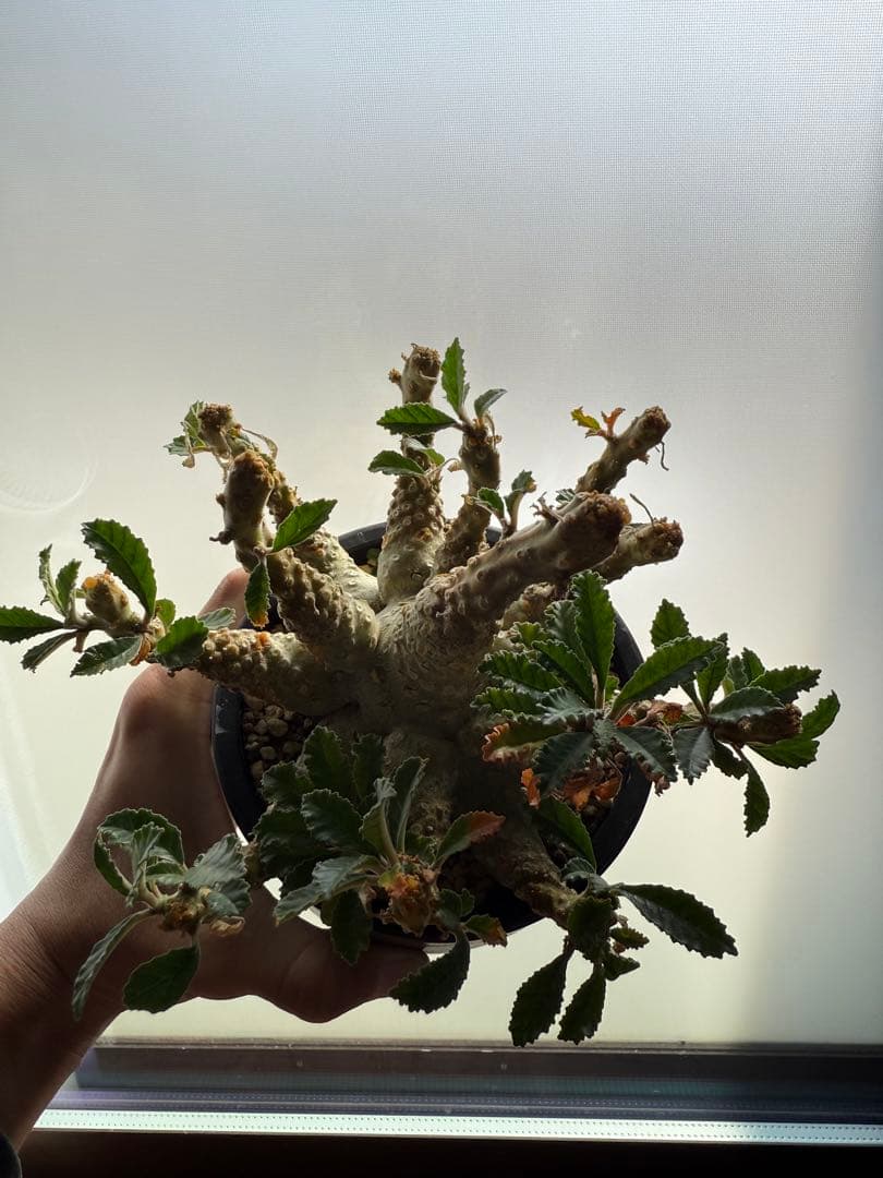 ドルステニア　ラブラニー　大株　美株