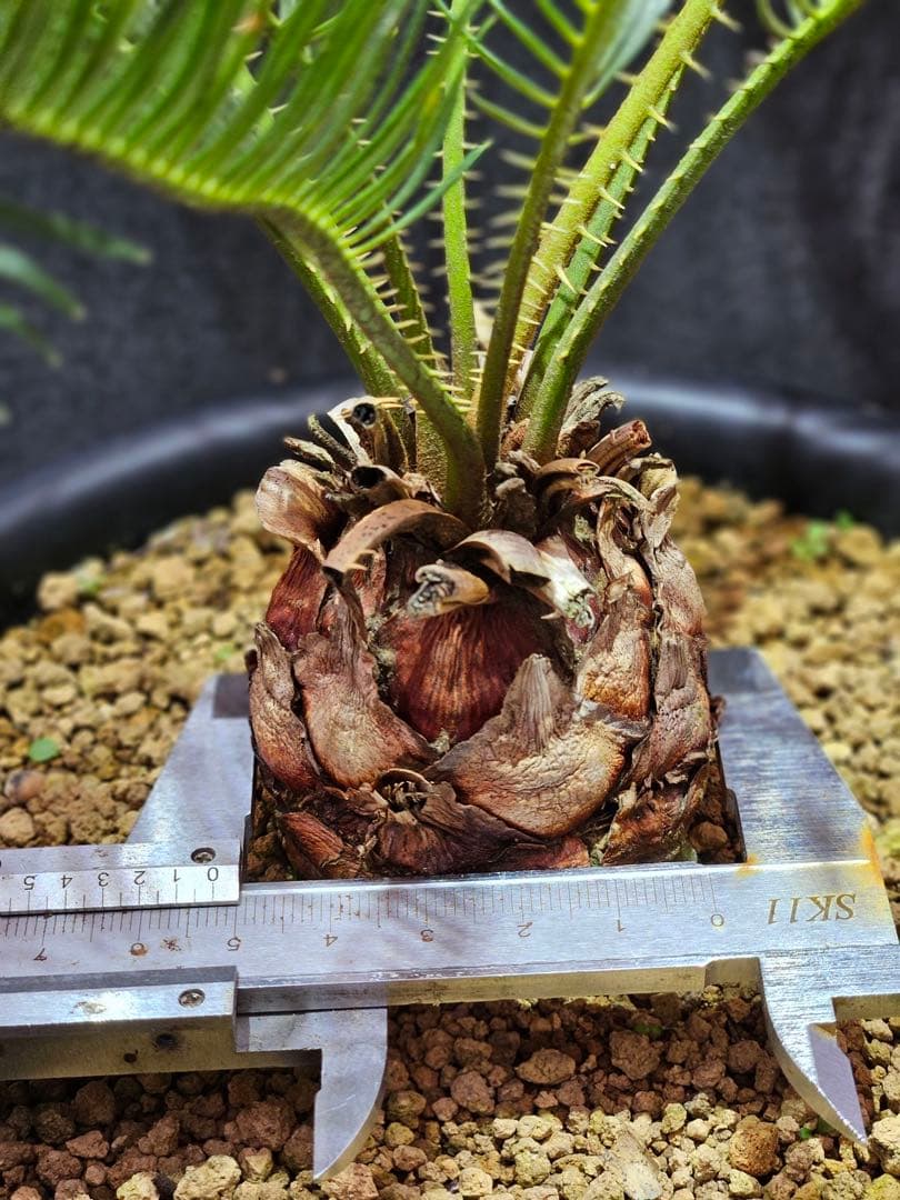 ③サイカス・カイルンシアナ Cycas cairnsiana