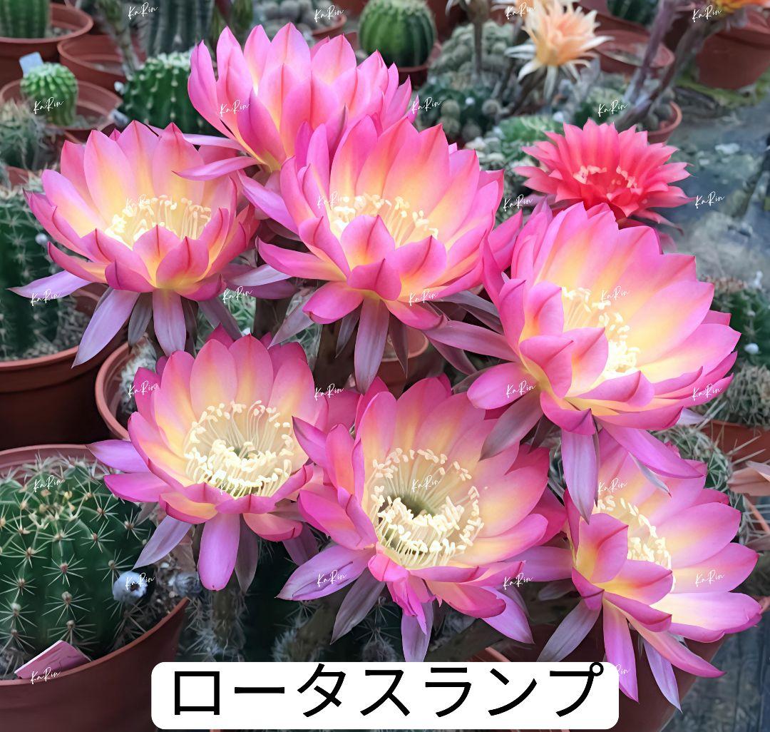 888-YU商品　花サボテン