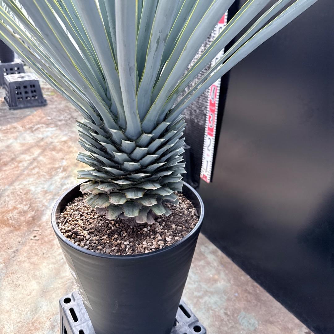 【AL1183】ユッカ　リギダ