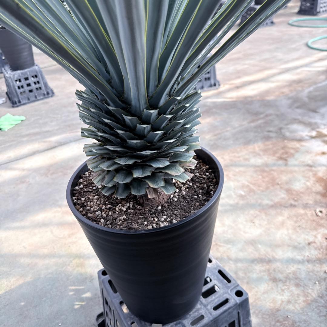 【AL1183】ユッカ　リギダ