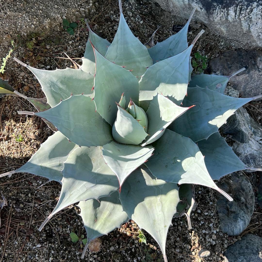アガベ　オバティフォリア　フロスティブルー　地植え大株