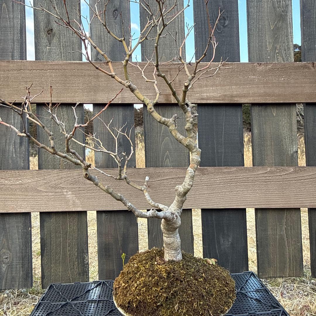 山もみじ　盆栽