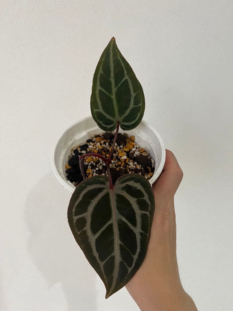 T.K.farm　レッドクリスタリナム 「Tezula 」xself 実生