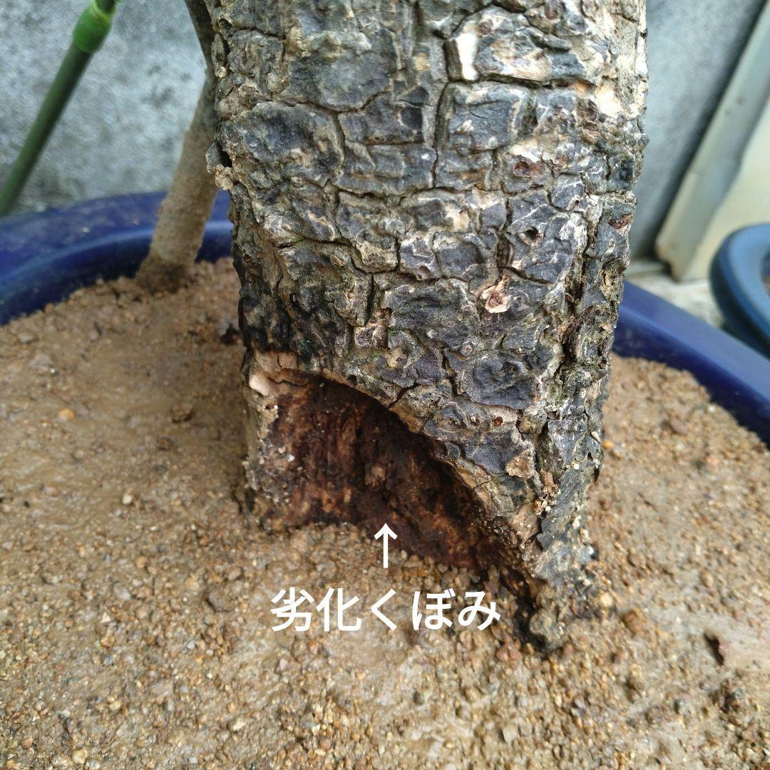 姫蘇鉄　盆栽　古木　ロング　希少