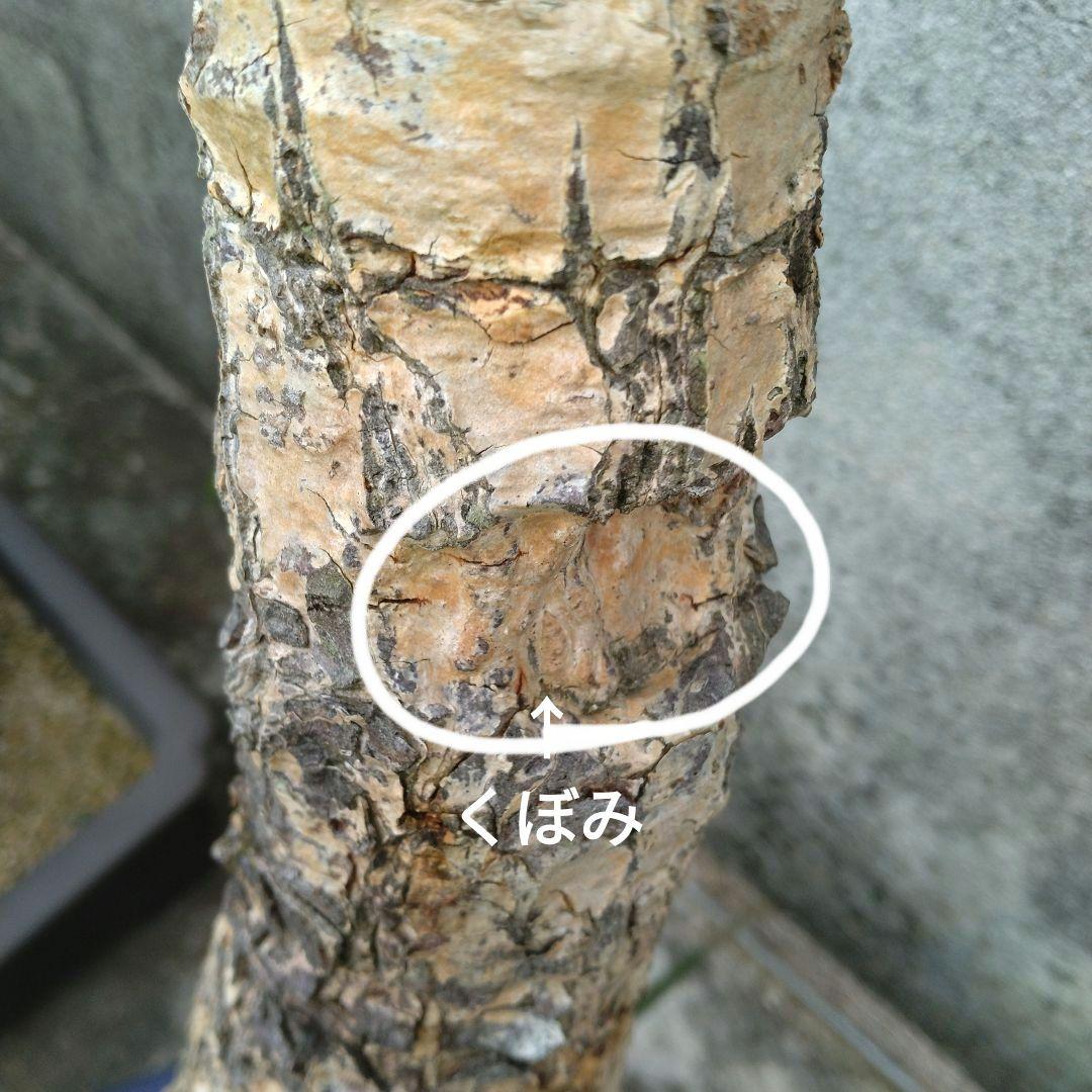 姫蘇鉄　盆栽　古木　ロング　希少