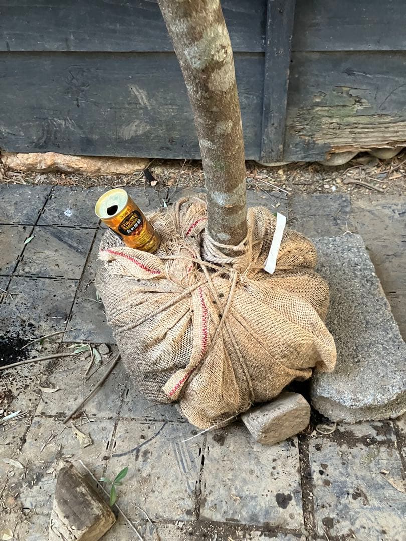 12 山採り　ヤマボウシ