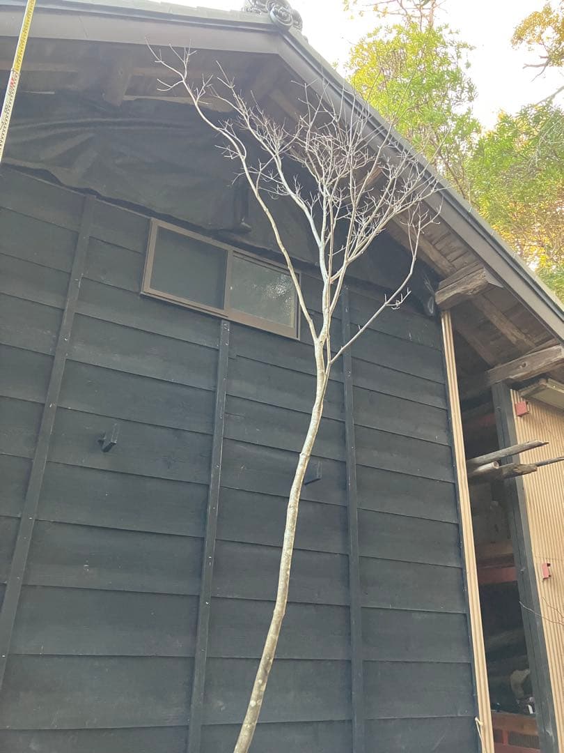 12 山採り　ヤマボウシ