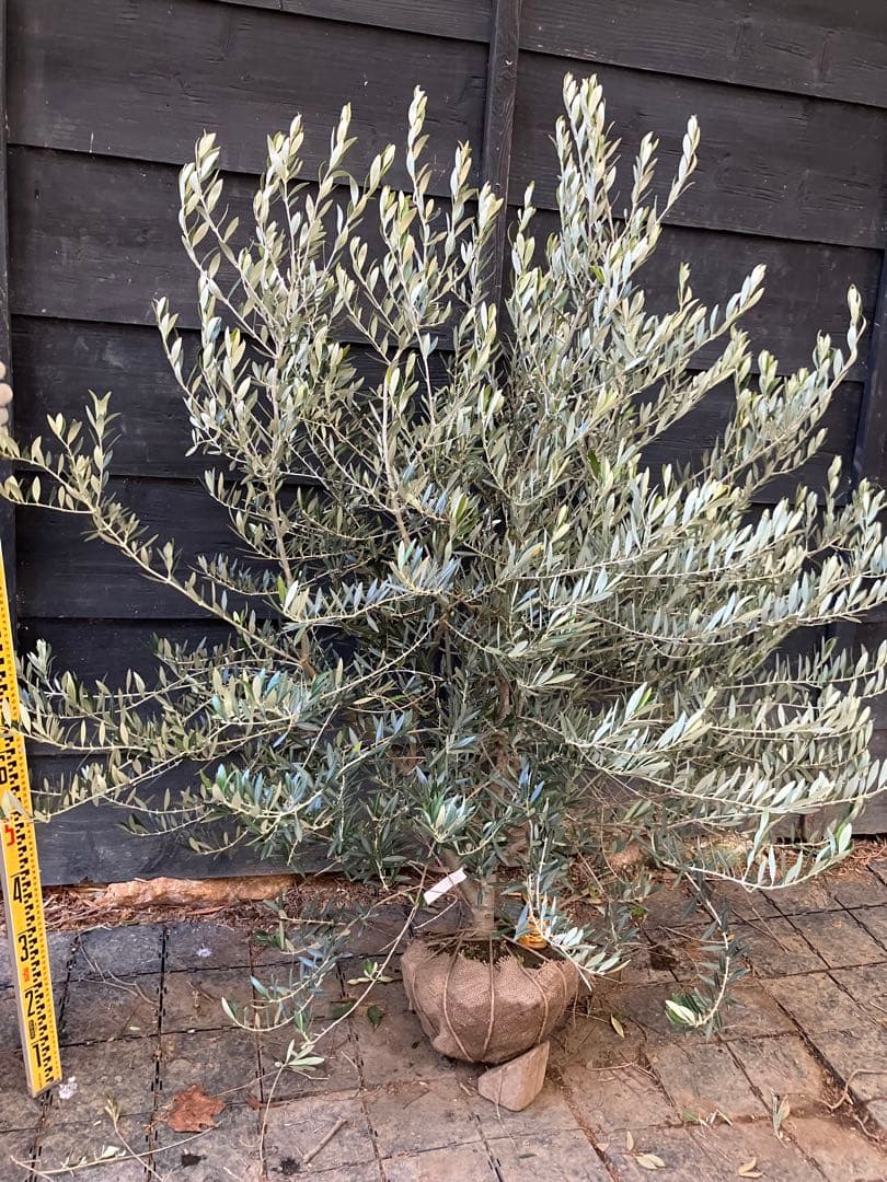 2 希少　オリーブの木　カヨンヌ