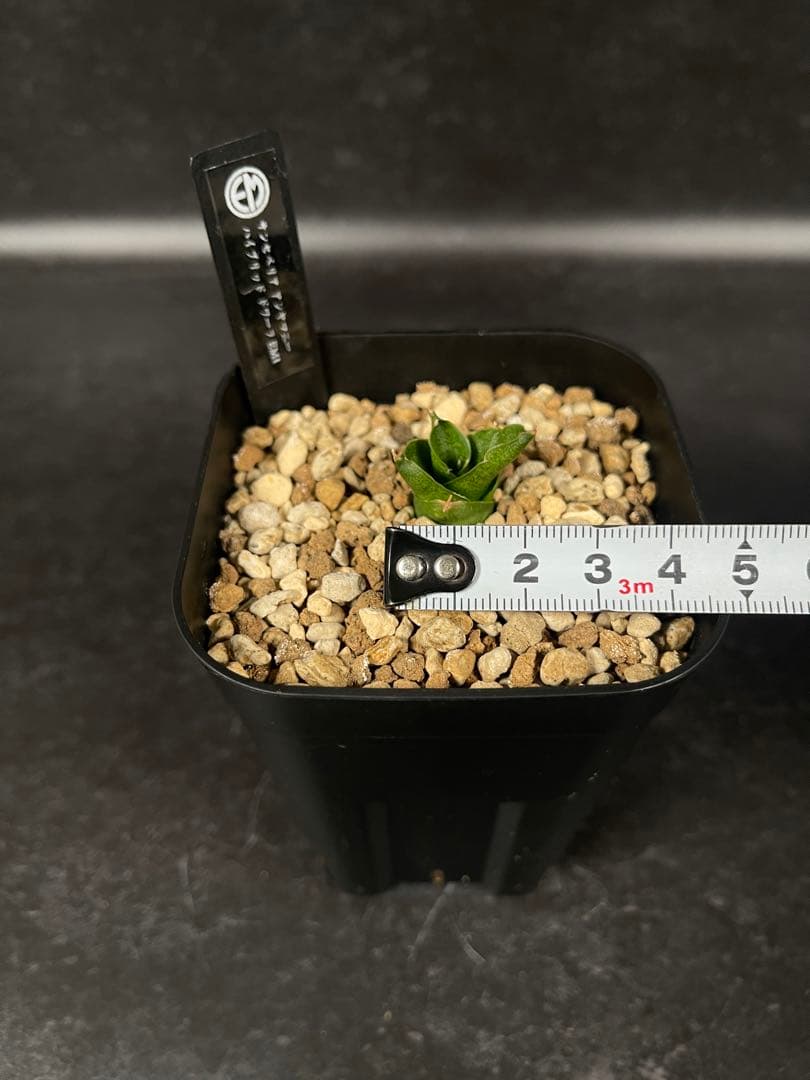 EMP サンセベリア アンヤマニーハイブリッド ドワーフE1 / SA264