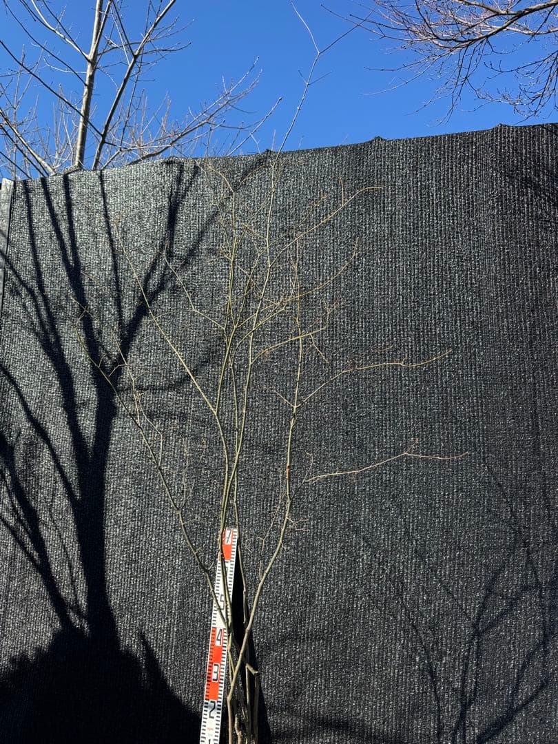 山採り　ヤマモミジ　株立ち　美幹　自然樹形　【品番3532】