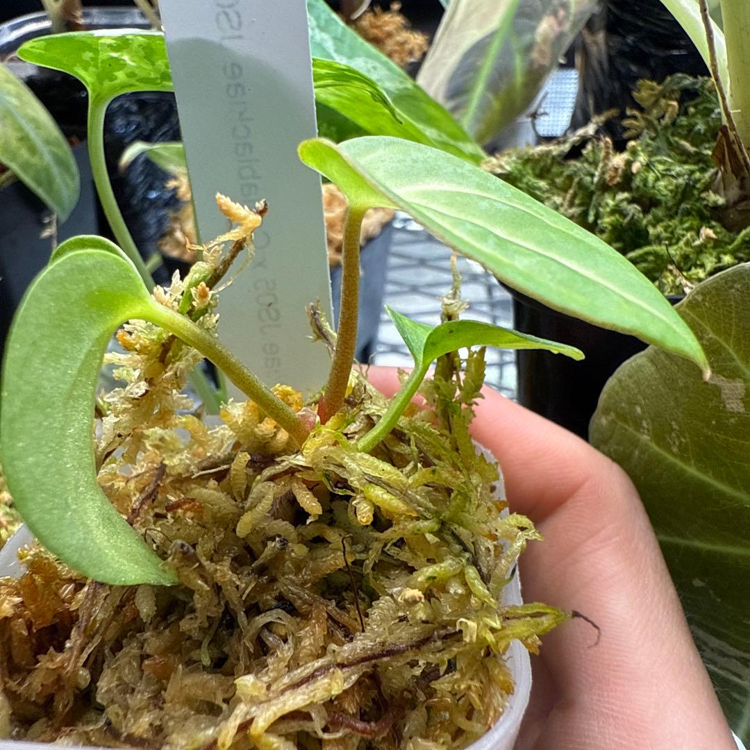 アンスリウム Carlablackiae JS05 & JS07