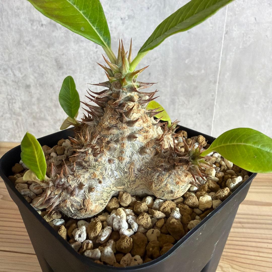 パキポディウムウィンゾリー 国内実生株