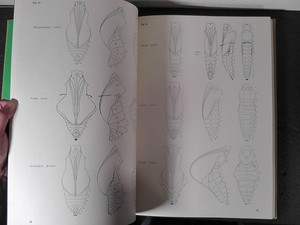 世界のアゲハチョウ 図版編 解説編 計２冊セット 五十嵐邁 ★1979年 初版