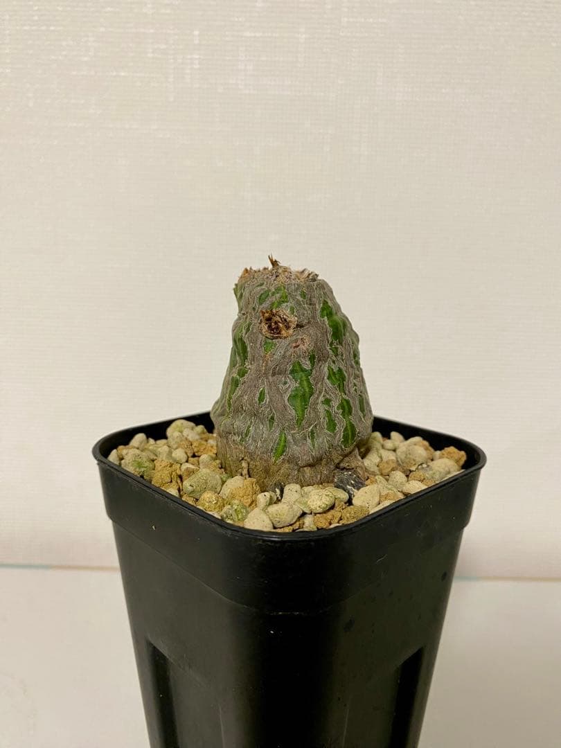 ボンバックス　実生