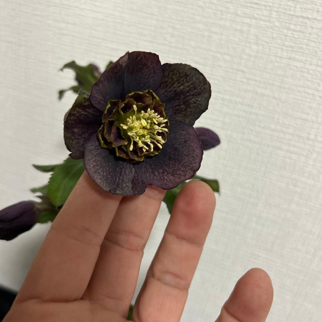 クリスマスローズセミダブルA2 花1つぼみ6