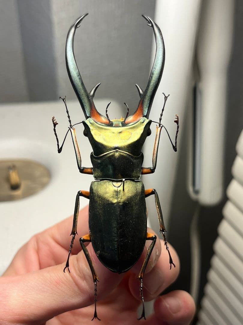 【94mm】エラフスホソアカクワガタ Cyclommatus 本 標本 甲虫