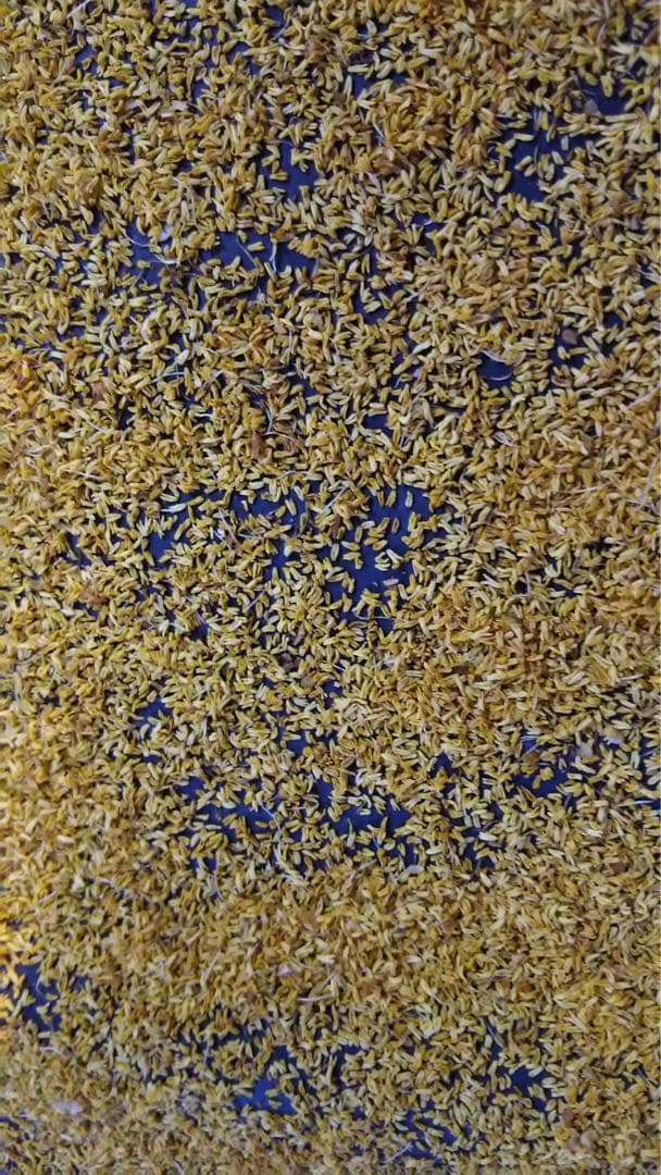 【30g】純花粉　キウイフルーツ　花粉　雄花　日本製