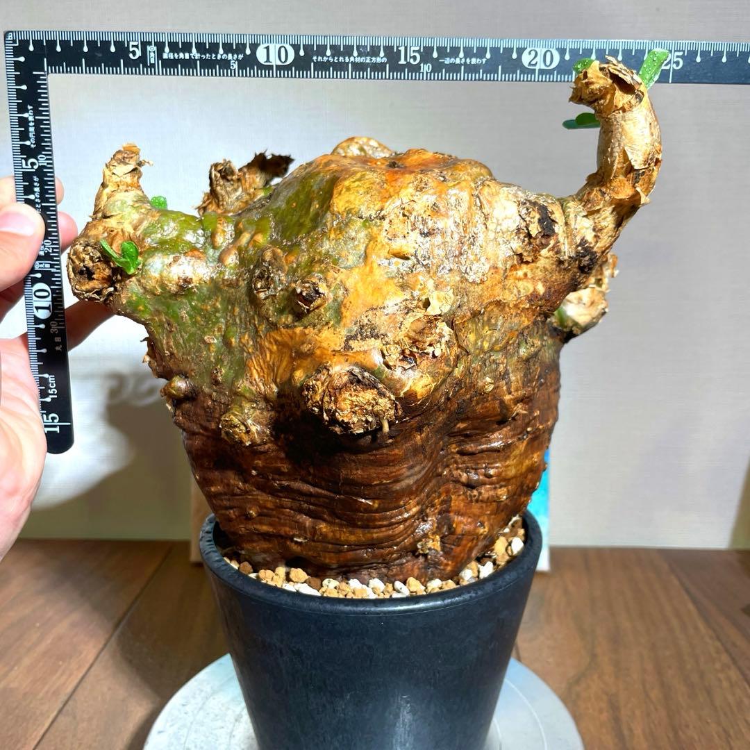 牛骨頭部　オレンジ肌　パキポディウム　サウンデルシー　サンデルシー　現地球発根済