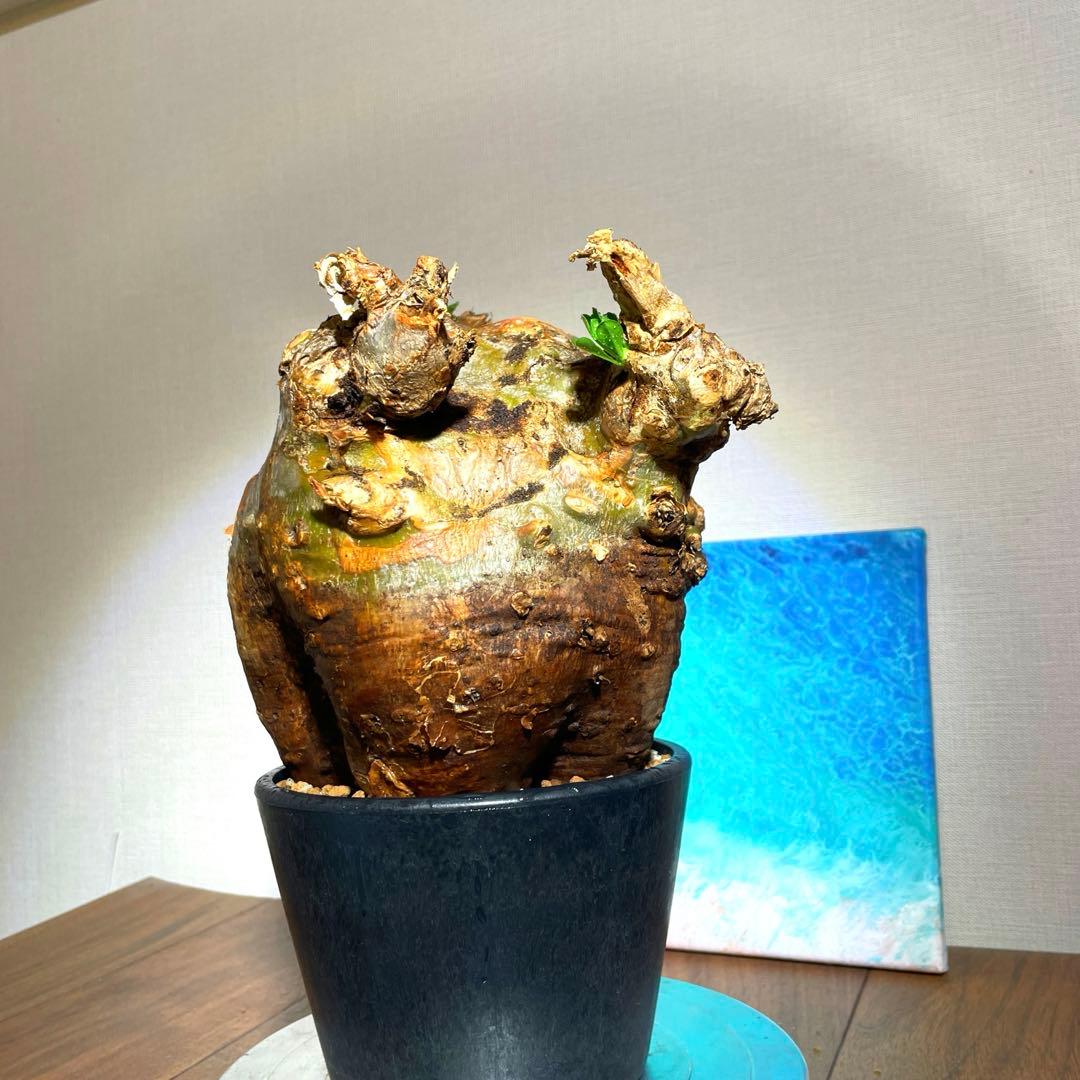 牛骨頭部　オレンジ肌　パキポディウム　サウンデルシー　サンデルシー　現地球発根済