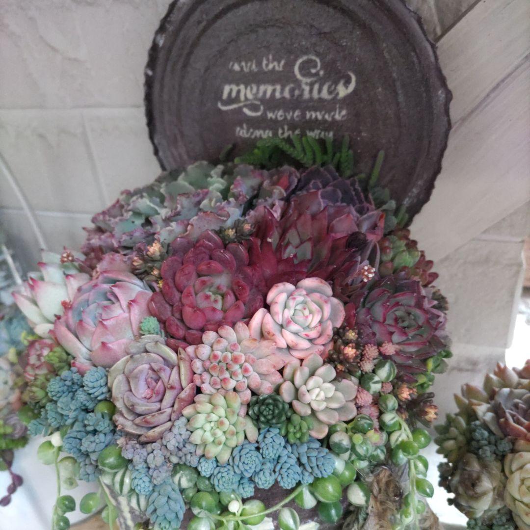 多肉植物 ♡そのまま飾れる寄植え♡大きなリメ缶✩.*˚