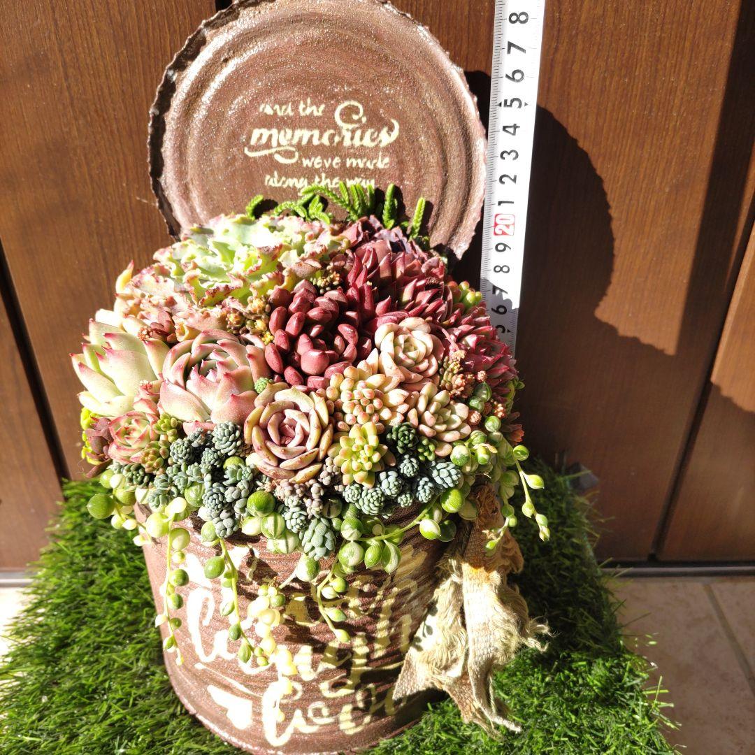 多肉植物 ♡そのまま飾れる寄植え♡大きなリメ缶✩.*˚