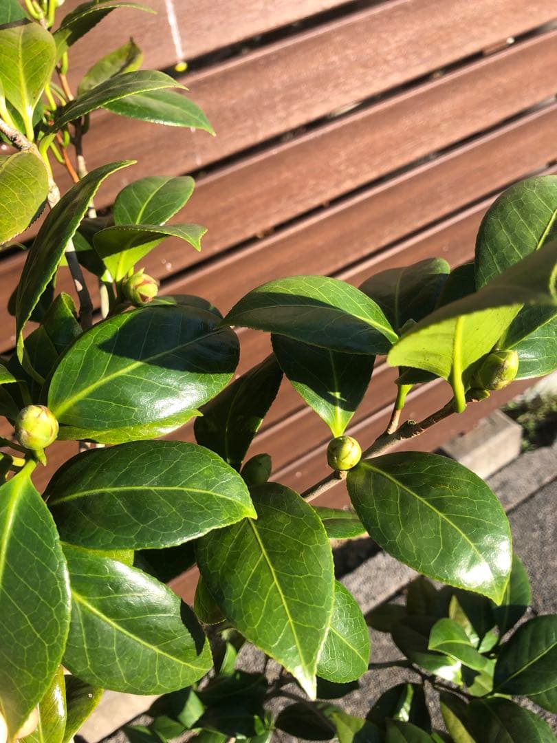 ダローネガ　椿　鉢底約125cm