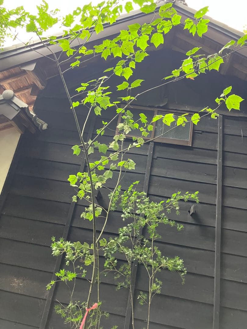 山採り　ウリハダカエデ ヤマモミジ　混合株