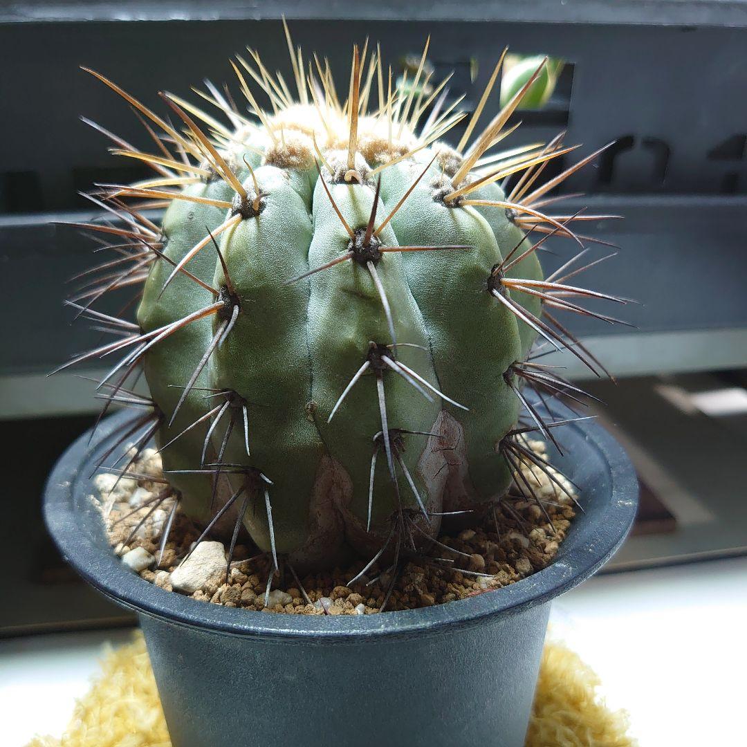 【良型！】逆鱗丸 コピアポア ハセルトニアナ