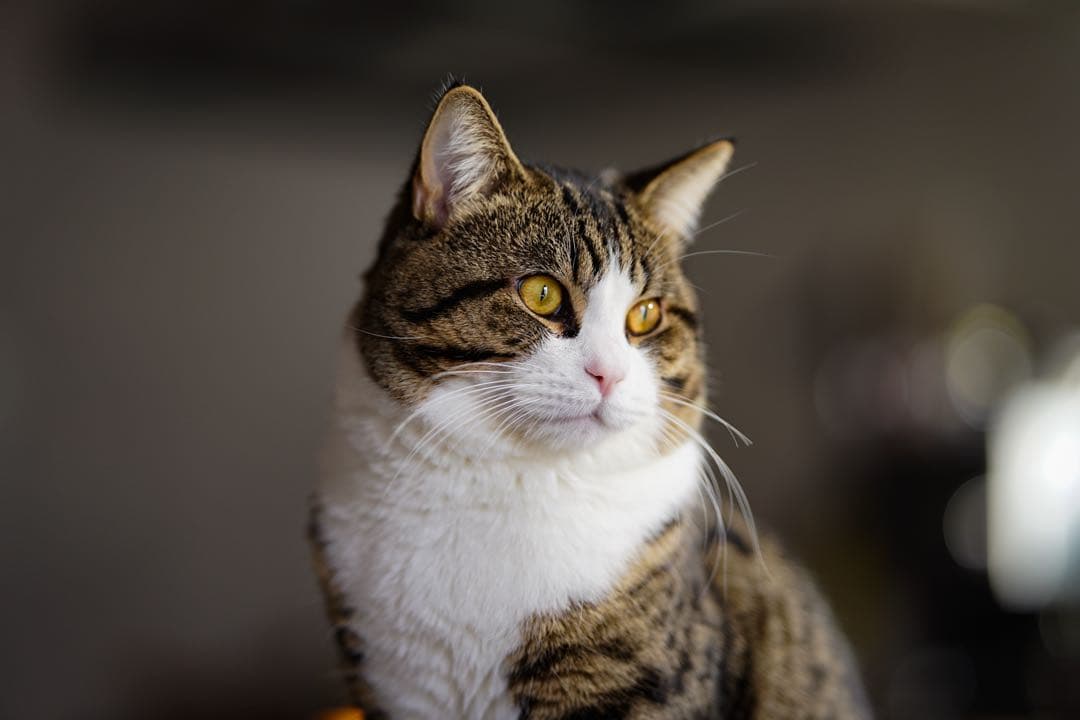 ichimasa さん限定Viltrox AF 85mm F1.4 Pro FE