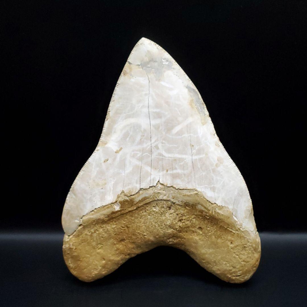 極上 メガロドン 歯 化石 本物 インドネシア 136.29mm mg17