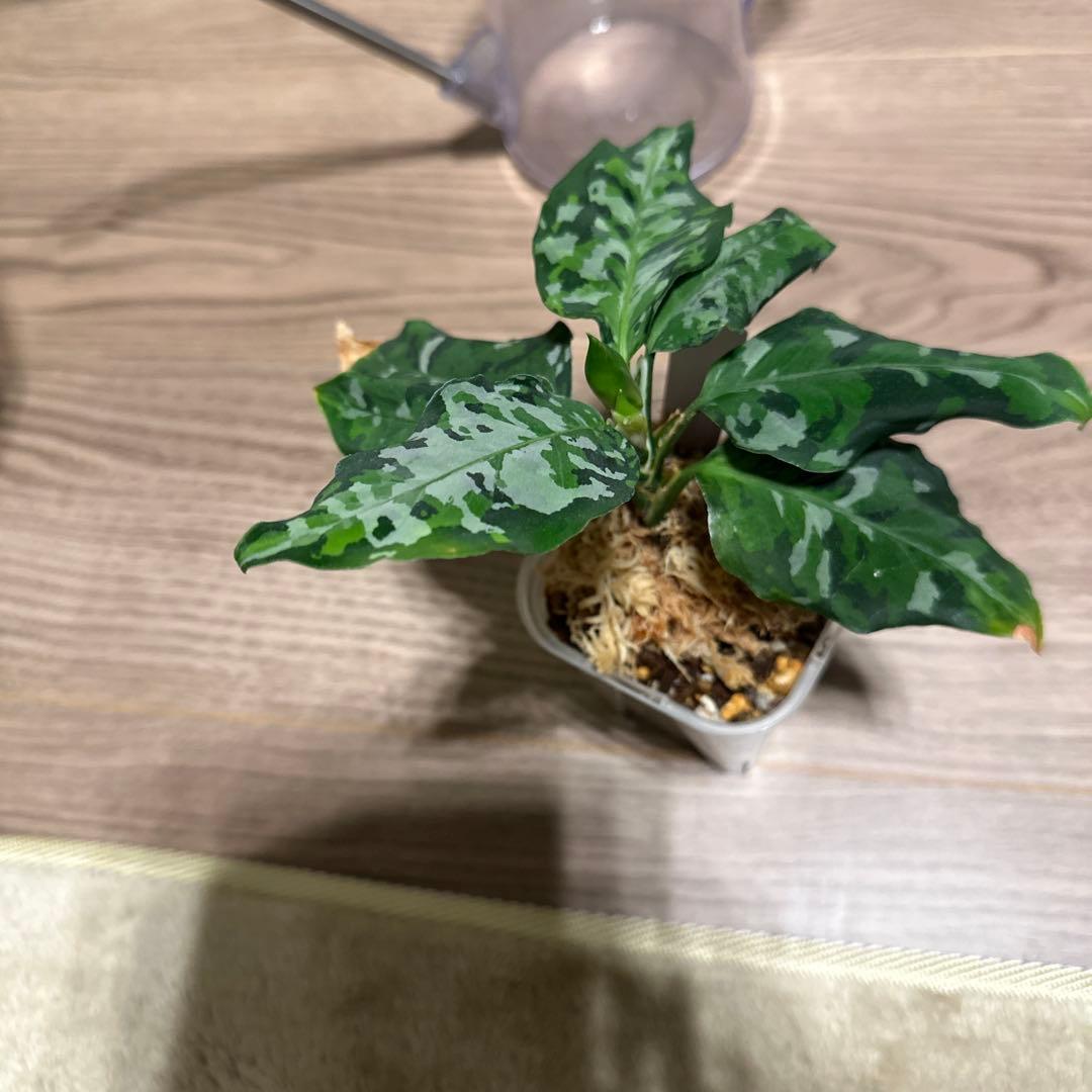 アグラオネマ　ピクタム　アンダマン　蕾つき