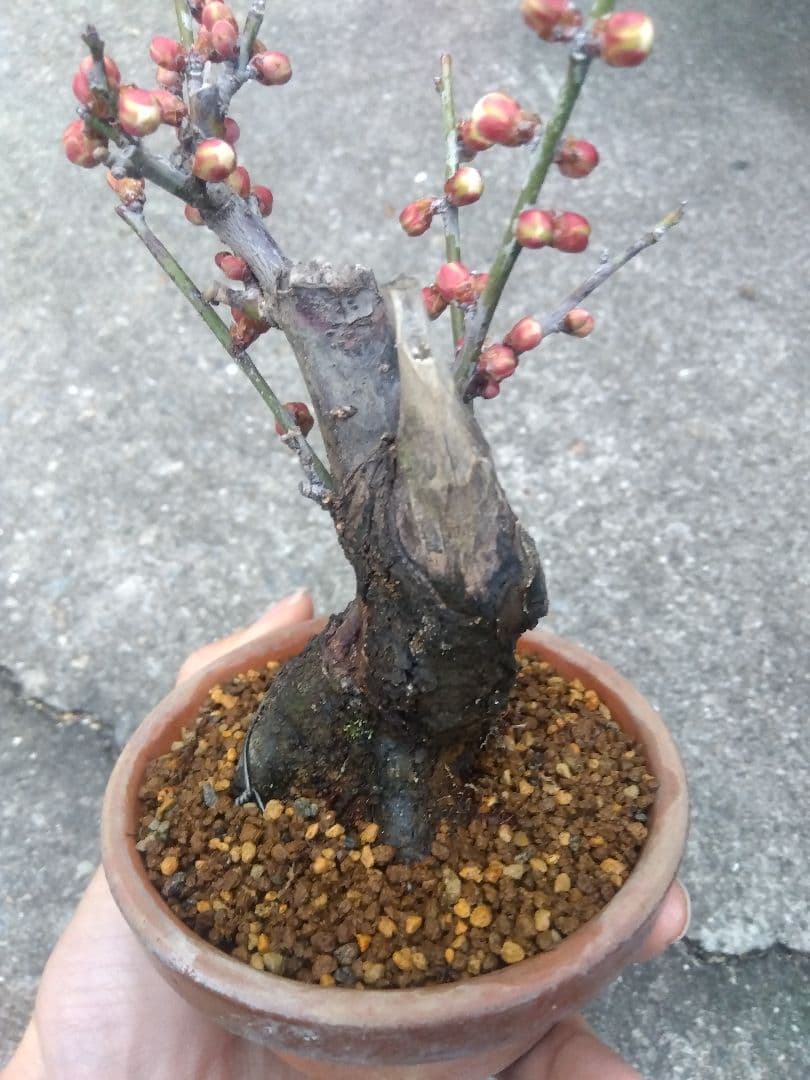野梅　盆栽　3.5号陶器鉢つき　コンパクト造り込み個体❗　ひ