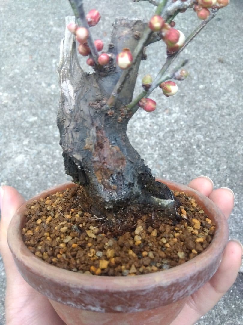 野梅　盆栽　3.5号陶器鉢つき　コンパクト造り込み個体❗　ひ