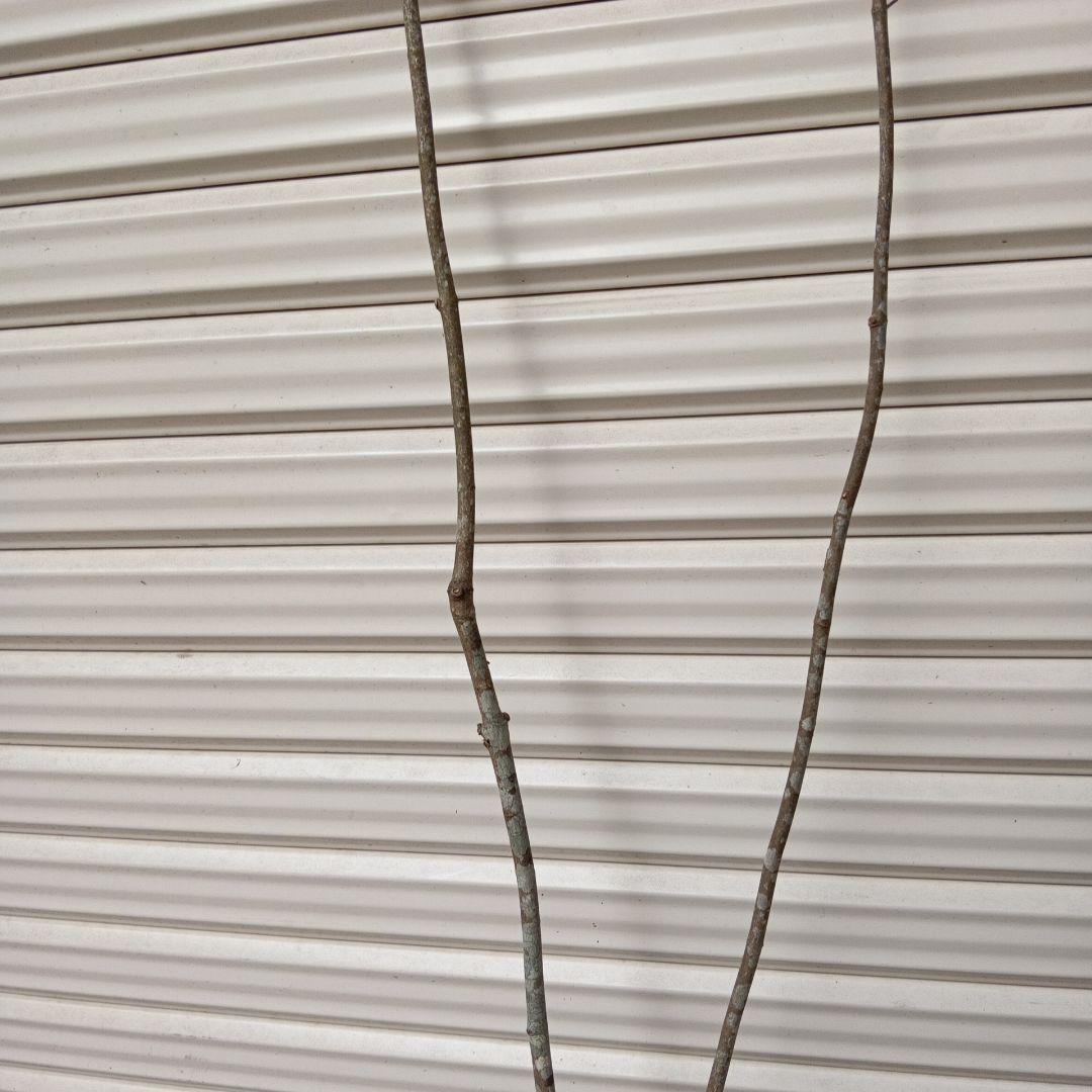 ツリバナ　2本立ち　山採り