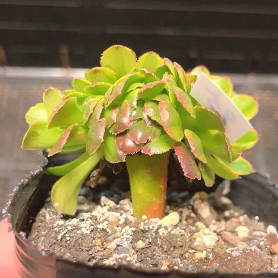 95 #多肉植物ア工オ二ウム錦❤️朝霞錦*NIKA セッカ❤️6cm拨き苗