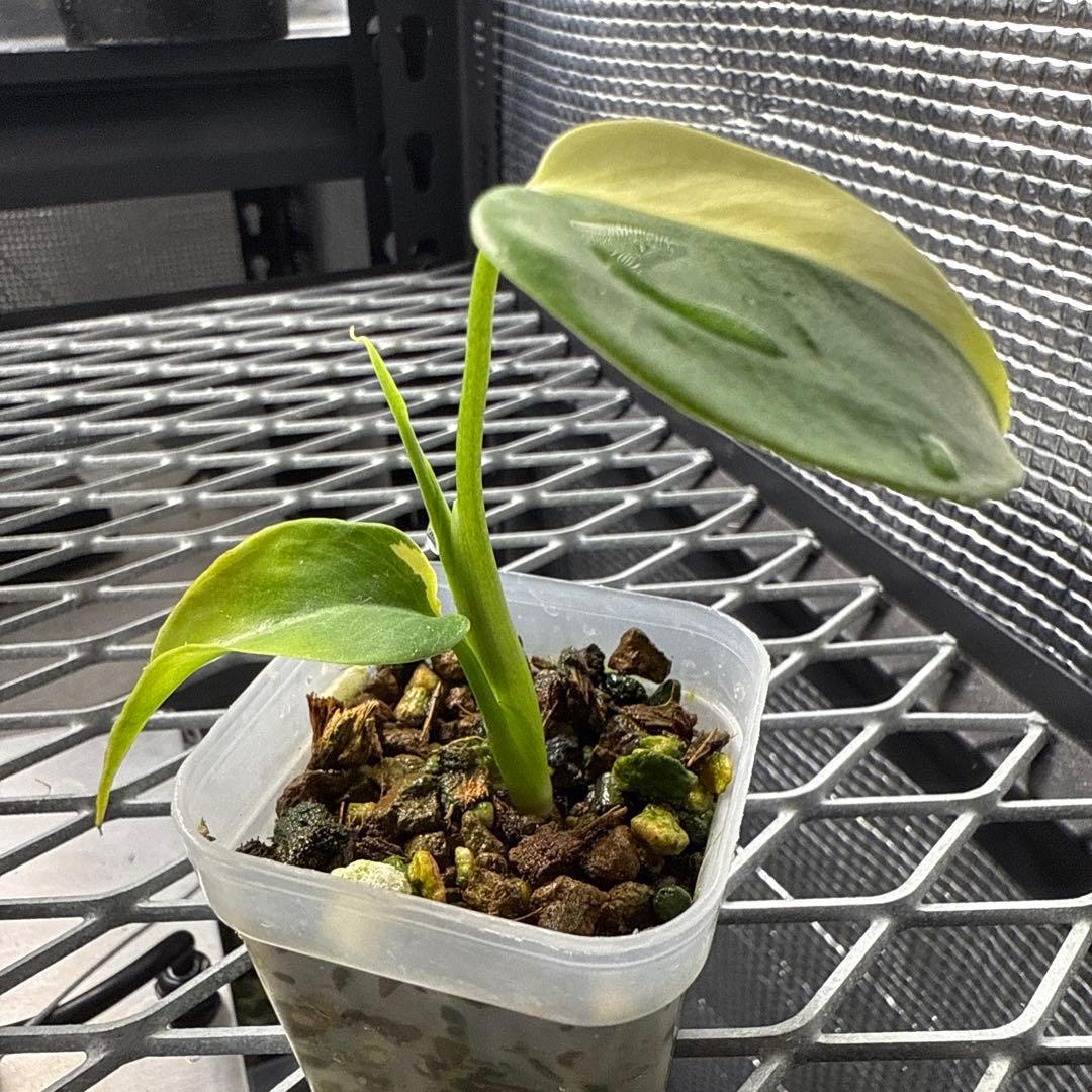 ノ*ノ様 希少 モンステラ レモンライム 斑入り