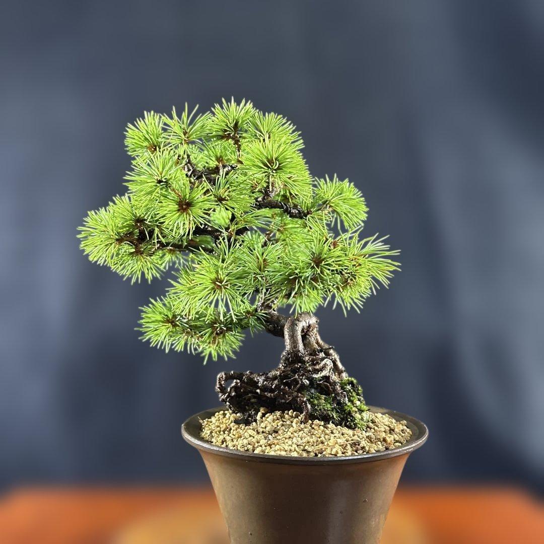 小品盆栽、赤石五葉松、根上り、模様木 目立った汚れ傷無しmedabon