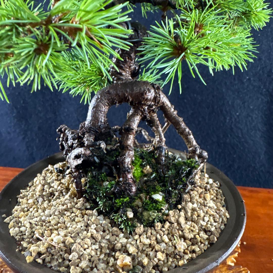 小品盆栽、赤石五葉松、根上り、模様木 目立った汚れ傷無しmedabon
