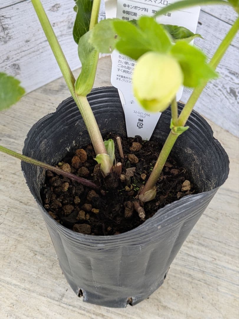 【現品・ポットまま発送】超希少　充実株花もりもり曽田園芸多弁咲きクリスマスローズ