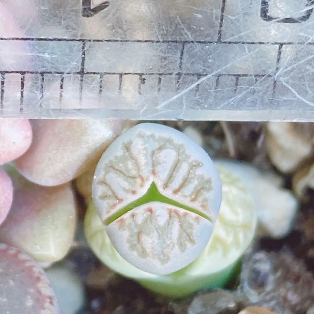 匿名配送♡レア♡ 多肉植物　リトープス　おばけ　3面　極美苗♡