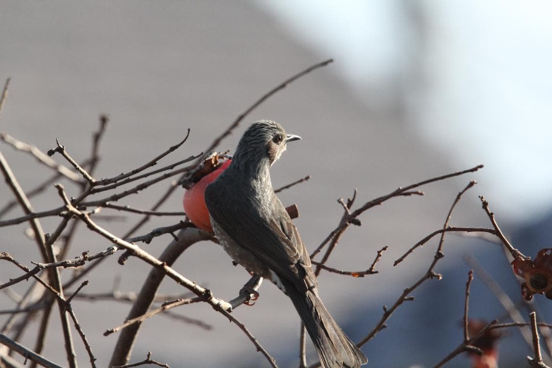 キャノンEF400mm F2.8L IS USM+エクステンダーEF1.4×II