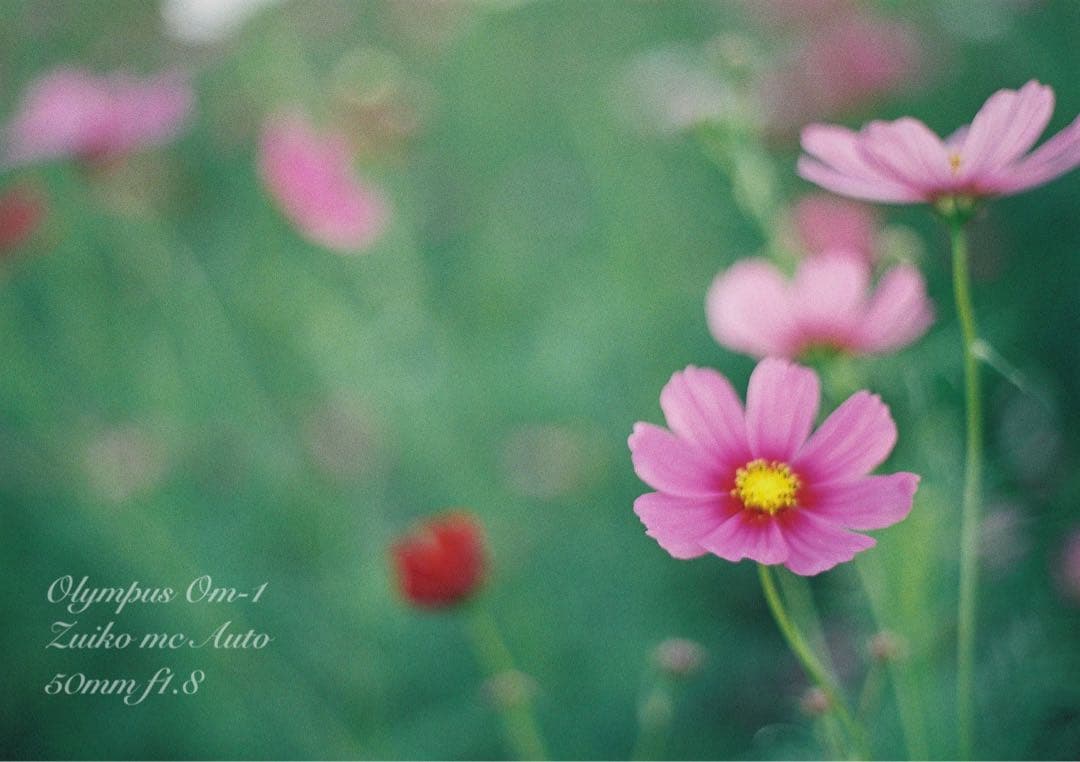 ★完動品＊美品★OM-1/zuiko f1.8★初期保証＊作例多数！